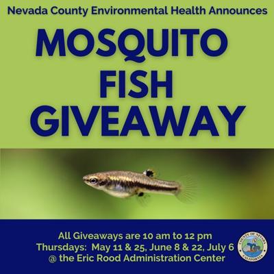 Mosquito Fish giveaways to help reduce mosquito borne diseases News