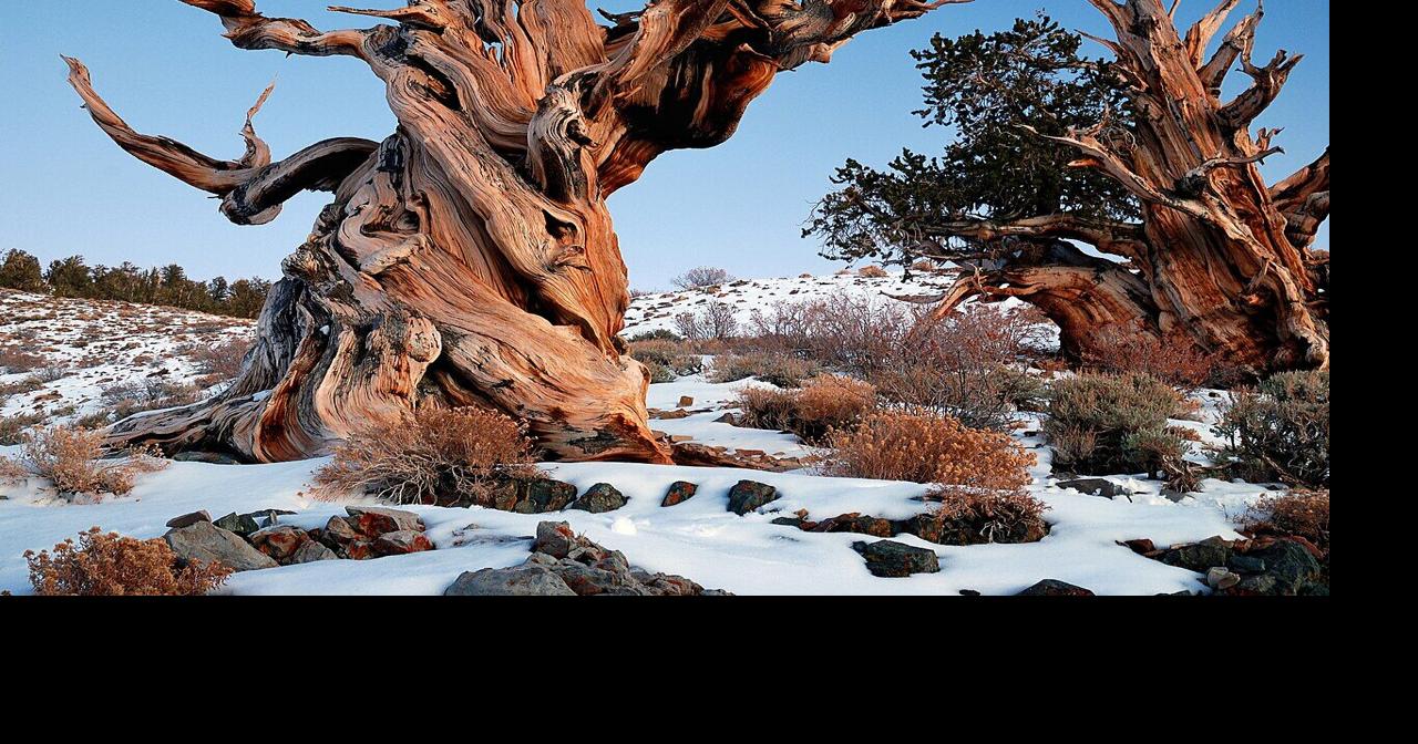 Al Stahler: Weather records