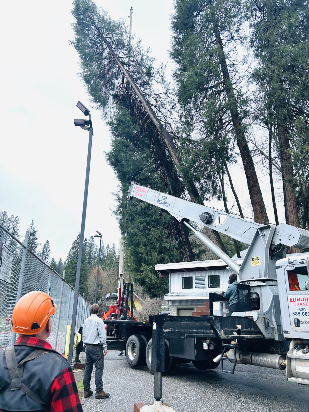 Home Tree Snapping Threatening trees at Pioneer Park removed | News | theunion.com