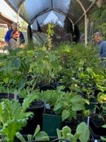 Ann Wright: Plant sale TODAY, a garden tour and more!
