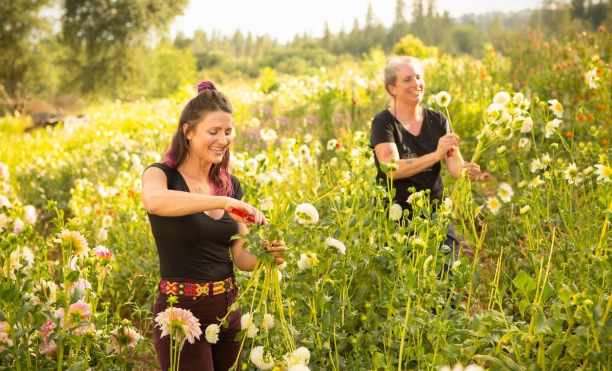 Sierra Harvest's mentorship program gives beginning farmers tools for