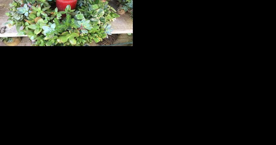 Dress up the Holidays with Succulent Plants - Vimarsana News
