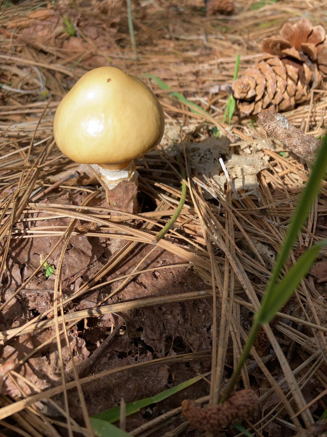 Nevada County Captures: Is it Spring yet??? | Multimedia | theunion.com