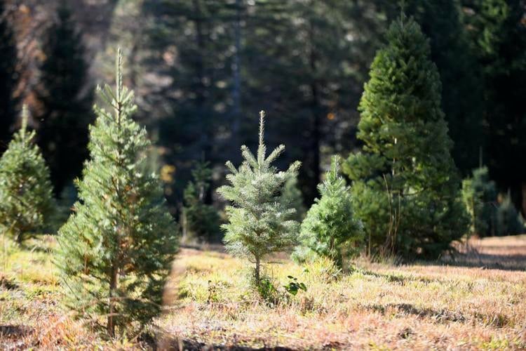 How lovely are your branches Local cutyourown Christmas tree farms