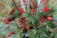 Melinda Myers: Hold vacation greens wanting their greatest | Dwelling & Backyard