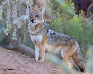 The coyote, America’s native dog, to be featured on KVMR’s Critter Chat