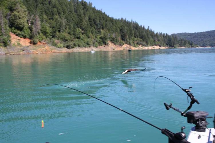 Denis Peirce A deep dive into kokanee fishing Lifestyles