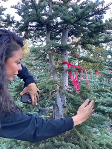 ‘We are your silvertip Christmas tree destination:’ Family run tree lot in Glenbrook Basin offers naturally grown trees for the season