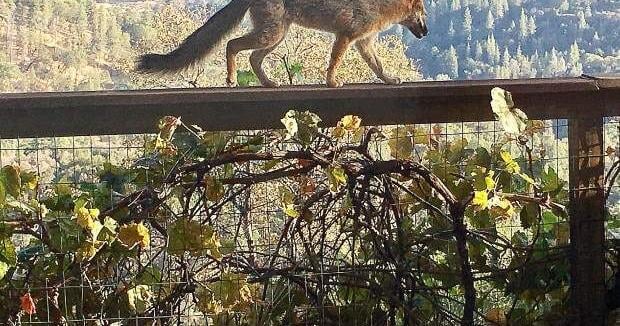 Nevada Reno Mantis Nevada County Captures: Praying mantis; Local sunsets | News | theunion.com