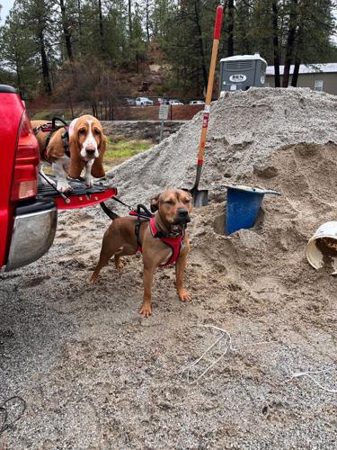 Furry family members help out at sandbag stations.png