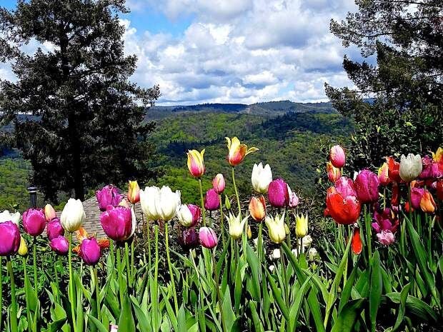 Springtime Nevada Springtime comes to Ananda, Nevada City … with a twist | Entertainment ...