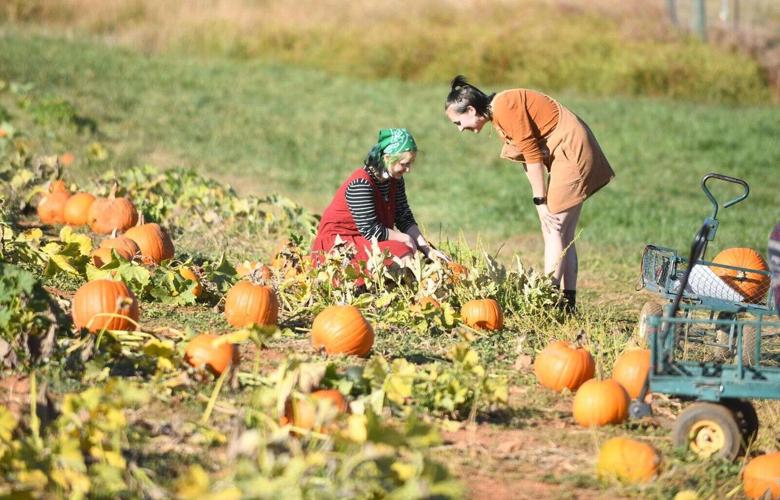 Tom Wilson enjoying his time at the pumpkin patch