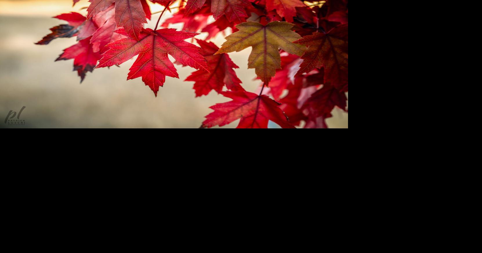 California fall color report | News | theunion.com