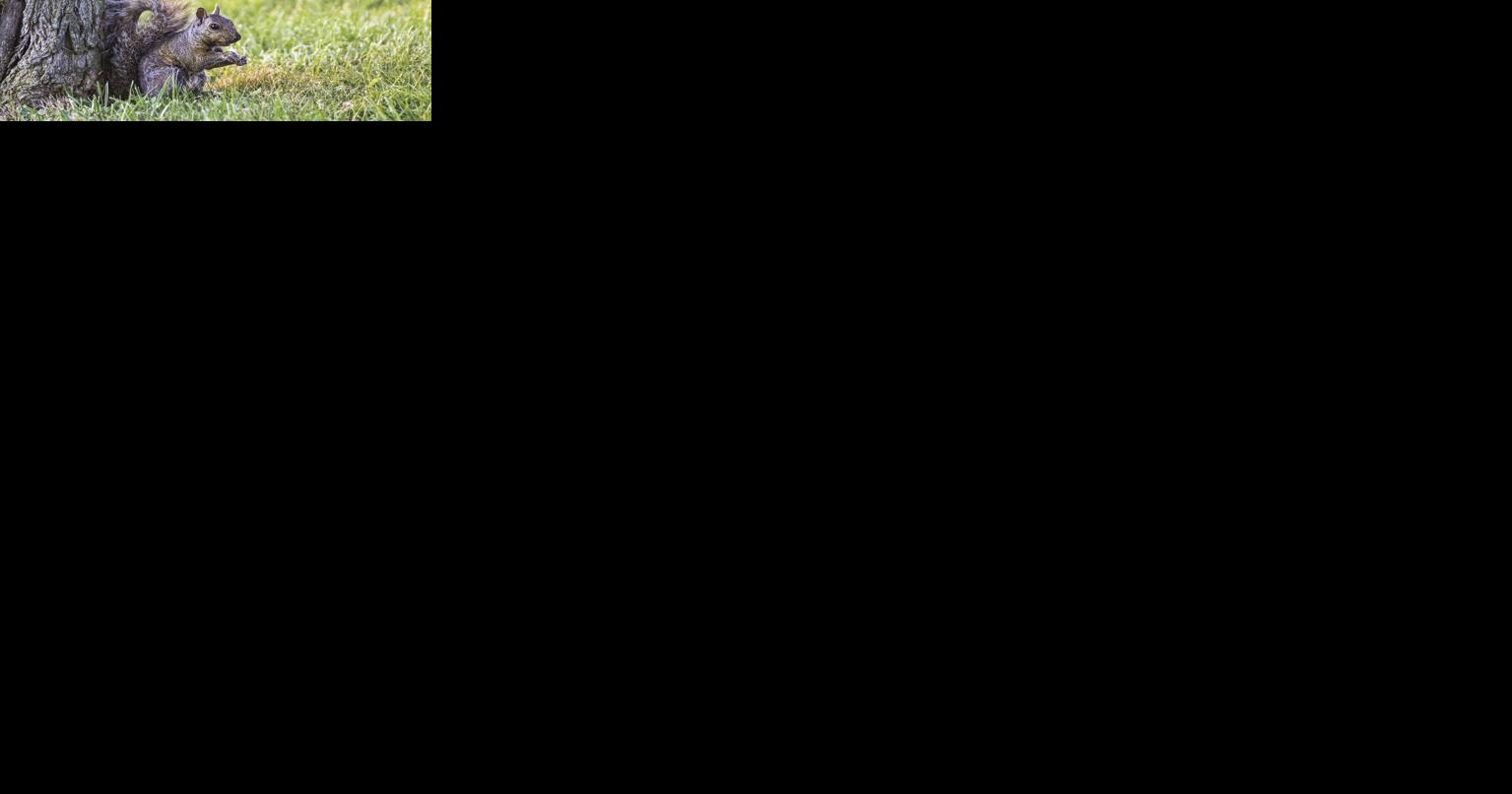 Doreen Fogle: Ground squirrels and what to do about them - Vimarsana News