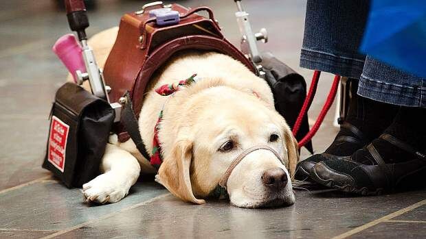 The San Francisco 49ers Have an Emotional Support Dog