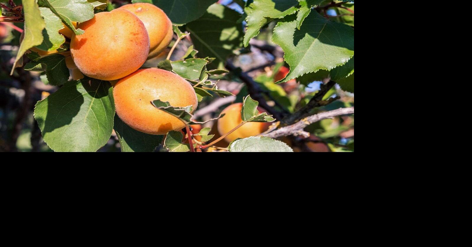 Apricot lovers rejoice Blenheim apricots in season, available at