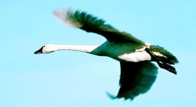 Swans, Geese and Ducks — Sacramento Audubon Society