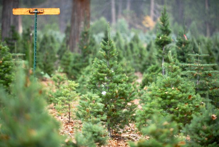 How lovely are your branches Local cutyourown Christmas tree farms