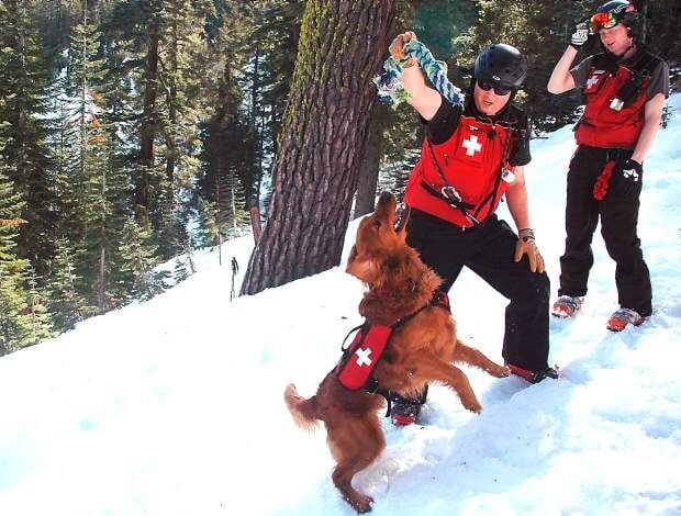 Following the scent: Avalanche dogs work at Lake Tahoe resorts