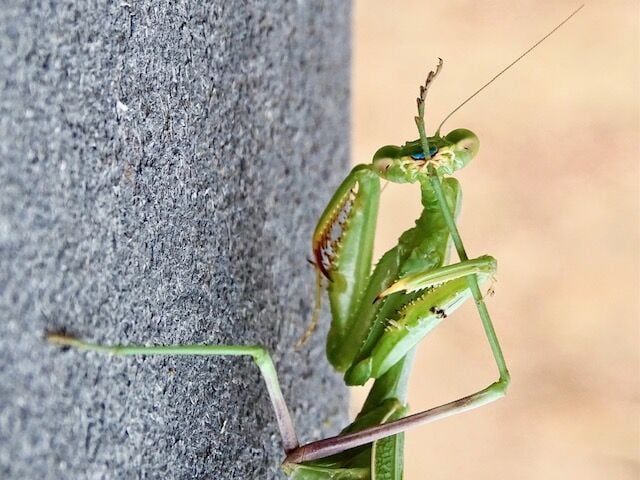 Nevada Reno Mantis Nevada County Captures: After the rain | Multimedia | theunion.com