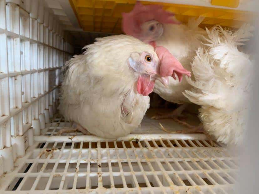 Animal Place takes in 1 000 hens from Iowa egg farm struggling due