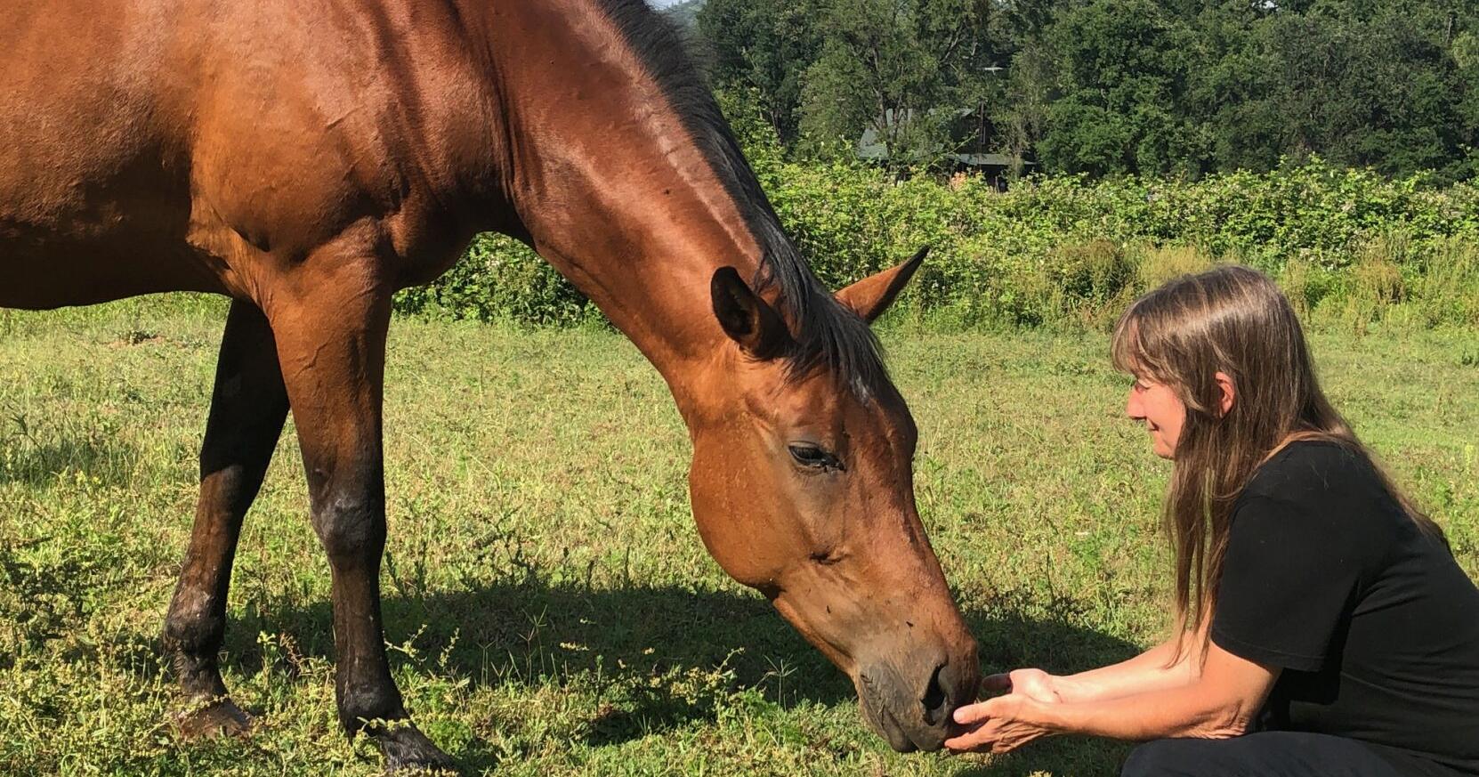 The way of the horse: The benefits of the Equine Experience - Vimarsana News