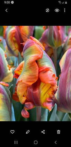 Nevada County Captures: Spring splendor | Multimedia | theunion.com