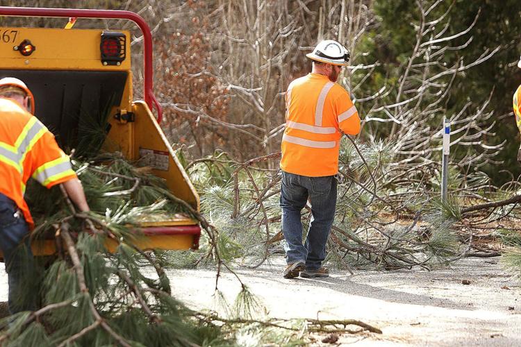 Tree branch trimming underway along the Golden Center Freeway (PHOTOS) News