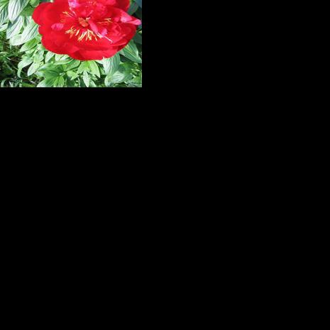 Soil solarization: Solar energy for weed control | Home & Garden ...