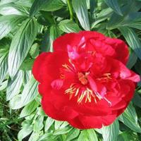 Soil solarization: Solar energy for weed control | Home & Garden ...