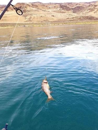 Denis Peirce: East of the Sierra: Fishing on Pyramid Lake, News