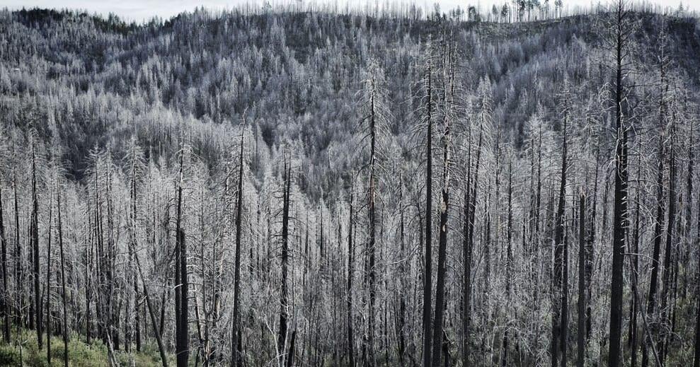 Standing Dead: Overstocked, Overgrown, Overdue: Wildfire documentary and community panel discussion on growing fire risk in Nevada County