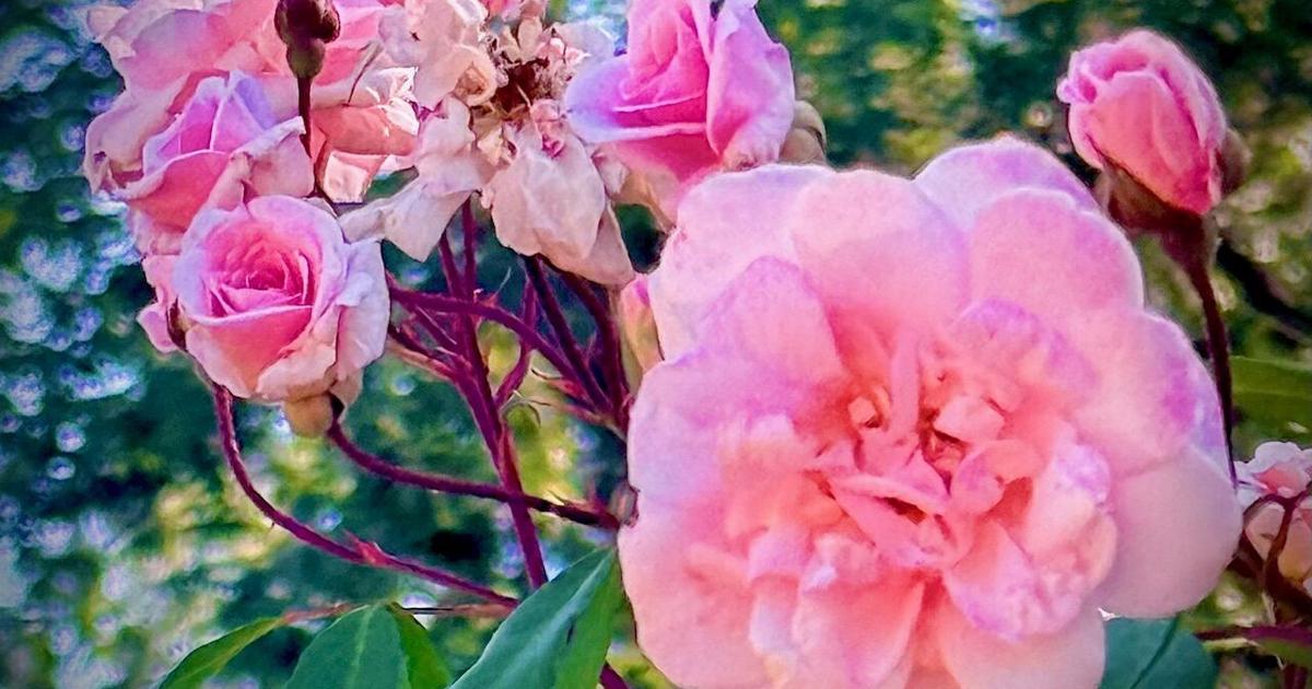County Series Roses Nevada County Captures: Roses | Multimedia | theunion.com