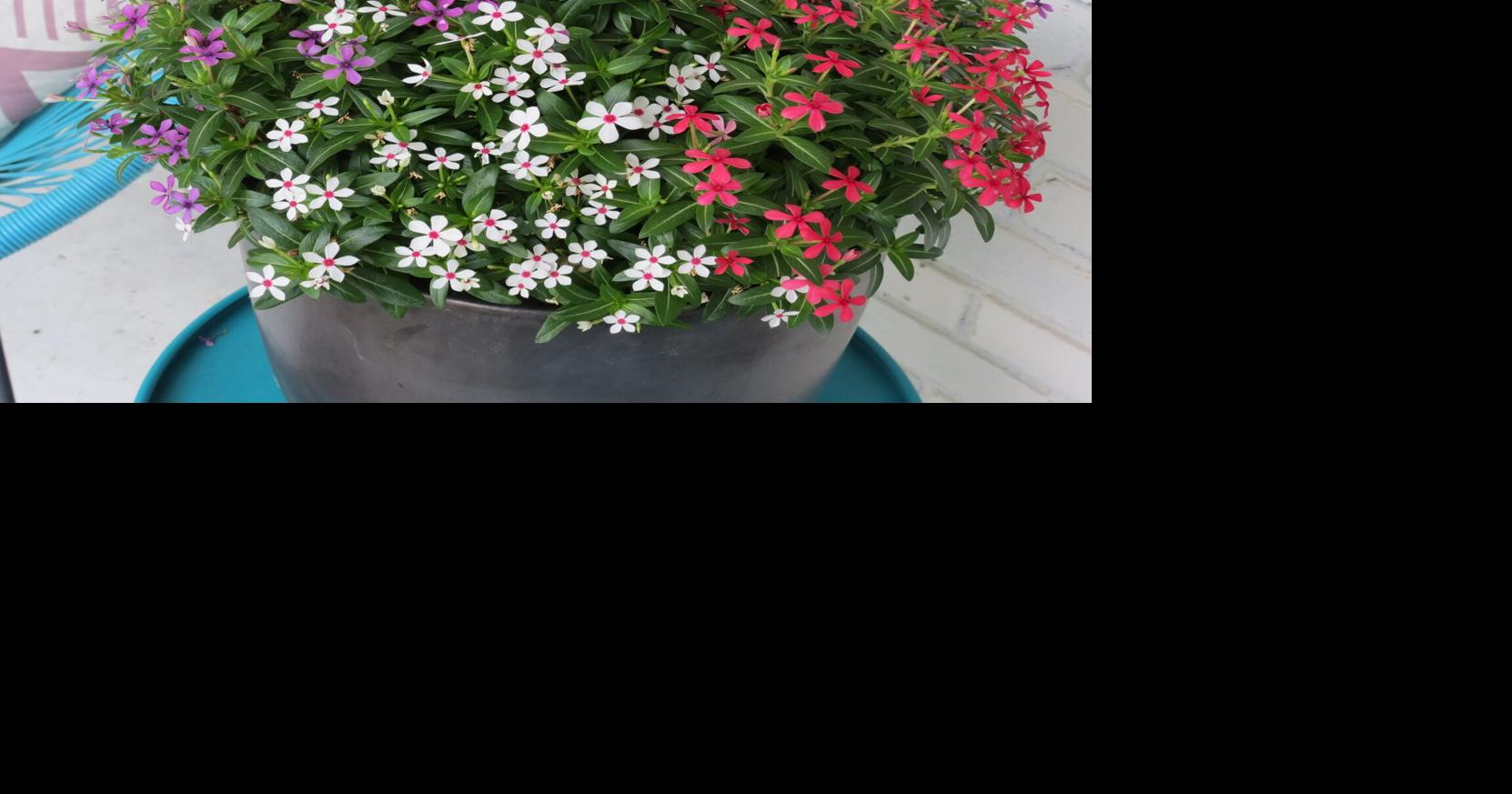 Melinda Myers: Easy-care patriotic container gardens
