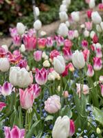 A day for moms: Nevada County offers plenty of ways to celebrate Mother's Day