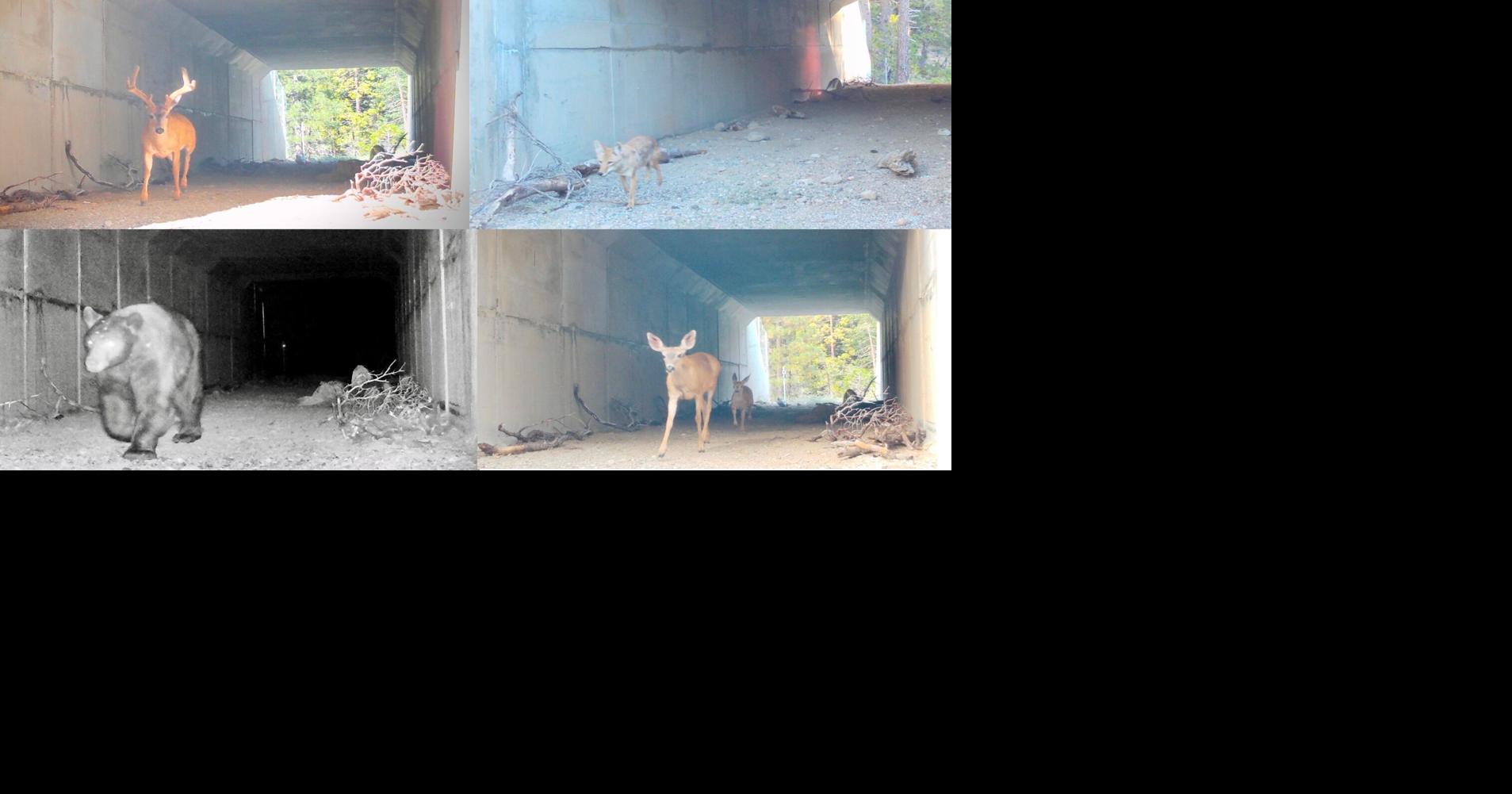 Animal crossings included in local road projects