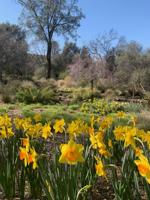 Running into spring: Penn Valley Daffodil Run set for April 16