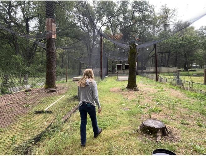 Buff Raptor Centres Rehabilitating and releasing birds of prey: Penn Valley couple have ...