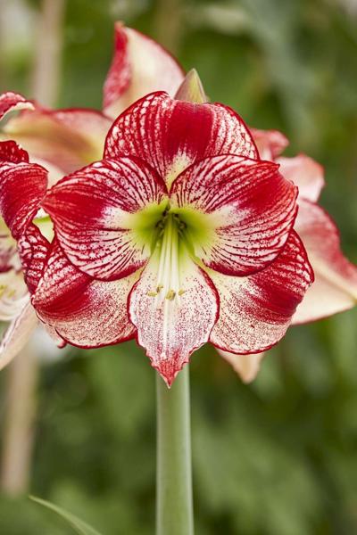 Melinda Myers: Go beyond the traditional with unique amaryllis varieties