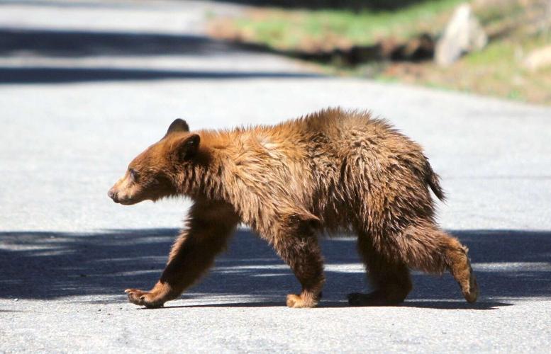 Young bears active in Lake Tahoe Basin