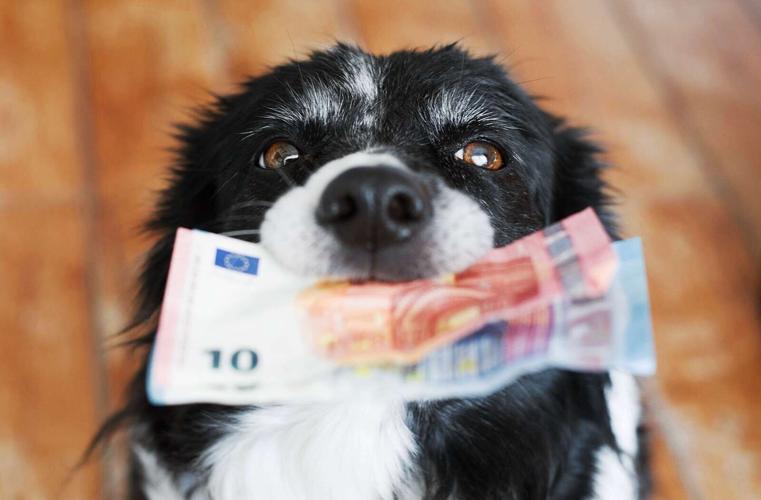 Cheryl Wicks: It takes money to have a pet