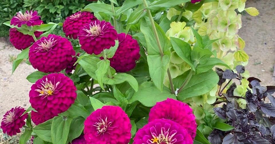 Ann Wright: Annual spring plant sale today!