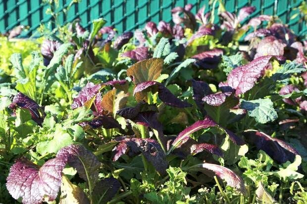 Grass Valley Charter School’s organic garden a lesson in hard work ...