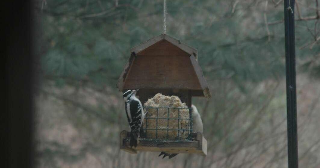 Melinda Myers: Invite songbirds to your winter garden | Home & Garden