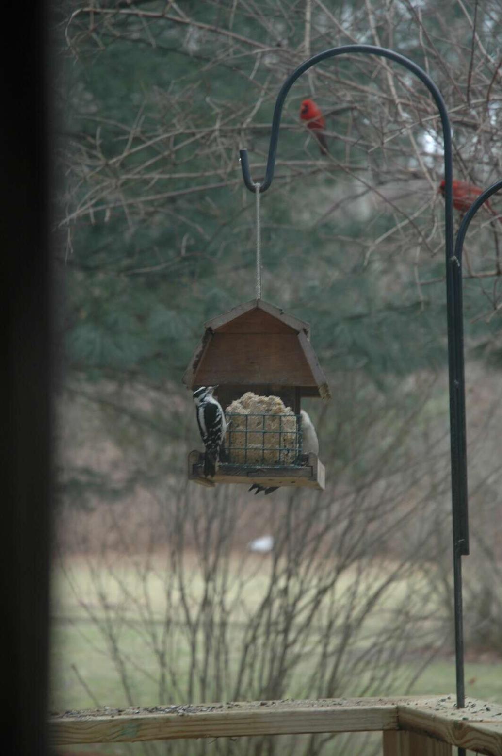 Melinda Myers Invite songbirds to your winter garden Home & Garden
