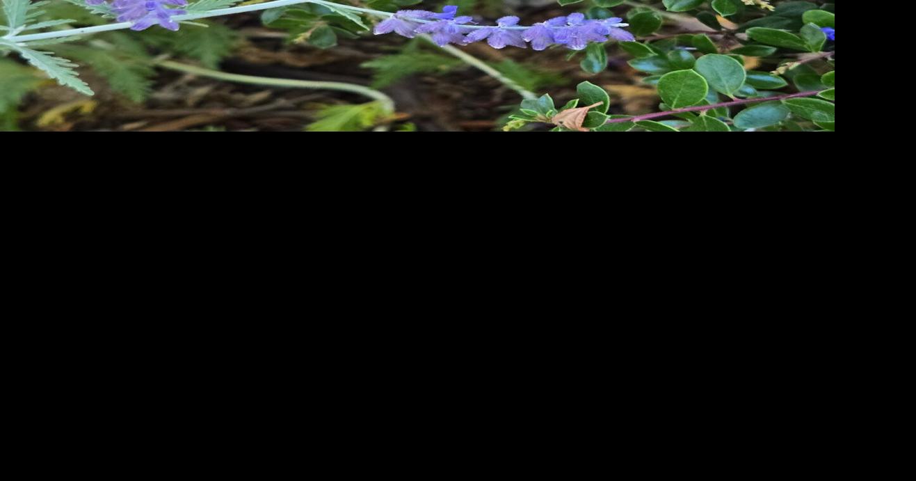 Ann Wright: Colorful sage and salvia for summer gardens