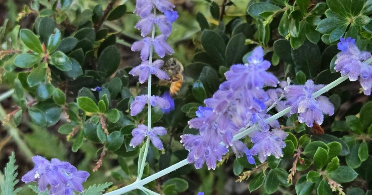 Ann Wright: Colorful sage and salvia for summer gardens