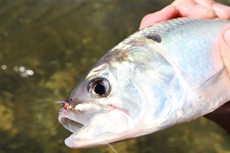 Sure Sign of Spring comes with shad fishing season - Anglers Journal - A  Fishing Life