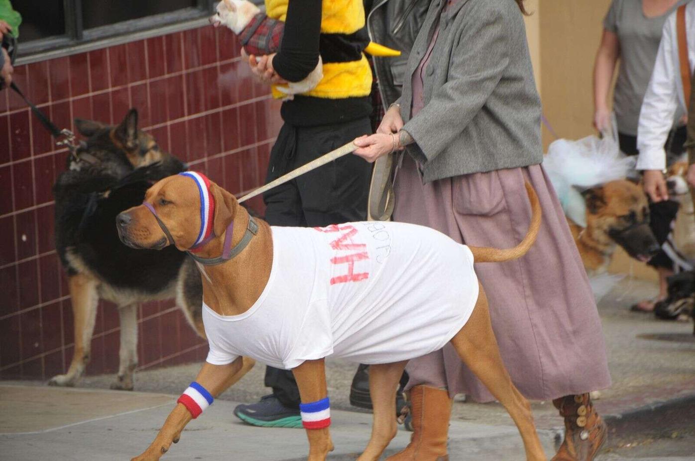 Cincinnati Bengals Running Dog Costume