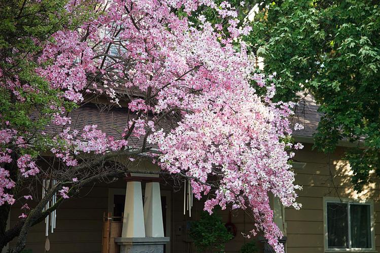 Springtime Nevada Springtime comes to Ananda, Nevada City … with a twist | Entertainment ...